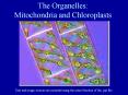 Mitochondria and Chloroplasts Text and image sources ar