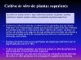 Cultivo in vitro de plantas superiores El cultivo en medi
