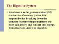 The Digestive System Also known as the gastrointestinal (GI