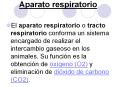 Aparato respiratorio El aparato respiratorio o tract