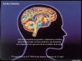 Cerebro Femenino. Este es el resultado de grandes 