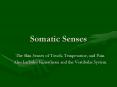 Somatic Senses The Skin Senses of Touch, Temperature, an