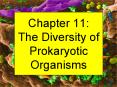 Chapter 11: The Diversity of Prokaryotic Organisms Importan