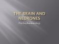Psychopharmacology The Human brain is the most comple