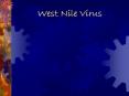 West Nile Virus Timeline 1937 First Case reported 1950 Viru