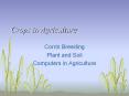 Crops in Agriculture Corrin Breeding Plant and Soi