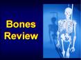 Bones Review Phalanges Metacarpals Carpals Medial bone o
