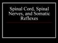 Spinal Cord, Spinal Nerves, and Somatic Reflexes Function