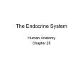 The Endocrine System Human Anatomy Chapter 25 Histology o