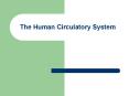 The Human Circulatory System Introduction Humans and othe