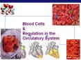 Blood Cells & Regulation in the Circulatory System Blood 