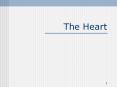 The Heart Description of the Heart (Part 1) Heart locatio