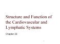 Structure and Function of the Cardiovascular and Lymphati