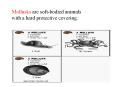Mollusks are soft-bodied animals with a hard protectiv
