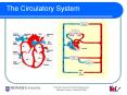 The Circulatory System Interesting Facts about th