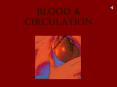 Blood & circulation Circulation Your body resembles a larg
