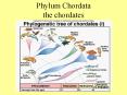 Phylum Chordata the chordates Phylum Chordata chordate