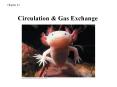 Chapter 42 Circulation & Gas Exchange Arteries Carry bloo