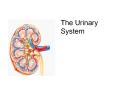 The Urinary System The Urinary System Paired kidneys 