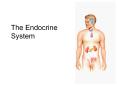 The Endocrine System Overview of the Endocrine System Syste