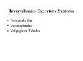 Invertebrates Excretory Systems Protonephridia Metanephridi