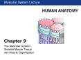 Muscular System Lecture Chapter 9 The Muscular Syste
