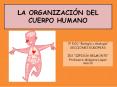 LA ORGANIZACI N DEL CUERPO HUMANO 3  ESO  Biolog a y Geolo