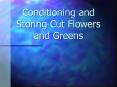 Conditioning and Storing Cut Flowers and Greens Long lastin