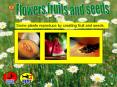 Some plants reproduce by creating fruit and seeds. The seed