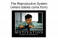 The Reproductive System (where babies come from) Uterin