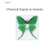 Chapter 45 Chemical Signals in Animals Invertebrate nervou