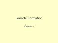 Gamete Formation Genetics Human Gamete Formation Gametes ar