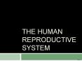 THE HUMAN REPRODUCTIVE SYSTEM Day 1 Describe the picture
