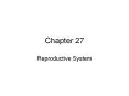 Chapter 27 Reproductive System Overview Male anatom