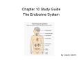 Chapter 10 Study Guide The Endocrine System By: Sarah Gene