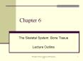 Chapter 6 The Skeletal System: Bone Tissue Lecture Outlin