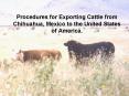 Procedures for Exporting Cattle from Chihuahua, Mexico t
