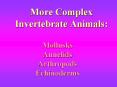 More Complex Invertebrate Animals: Mollusks Annelid