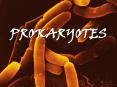 PROKARYOTES HISTORY Prokaryotes have the longest tenur