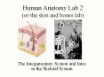 Human Anatomy Lab 2 (or the skin and bones lab) Th