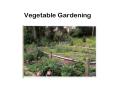 Vegetable Gardening Home vegetable gardening Produce valu