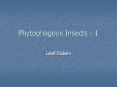 Phytophagous Insects - 1 Leaf Eaters Leaf Eating Insect