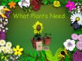 What Plants Need What do plants need to grow ? What Plant