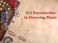 12.3 Reproduction in Flowering Plants Vegetative structure