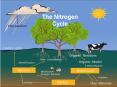 The Nitrogen Cycle Nitrogen Cycle Nitrogen is an element. I
