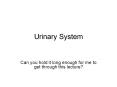 Urinary System Can you hold it long enough for me to ge