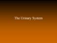 The Urinary System Functions of the Urinary System Provid