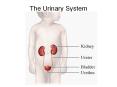 The Urinary System What does the urinary system do
