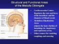 Structural and Functional Areas of the Medulla Oblongat