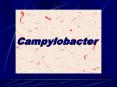 Campylobacter Campylobacter Among the most widespread caus